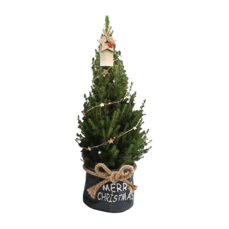 Picea Glauca Conica Kerstboom in Blauwe Xmas Bag met Sterrenverlichting