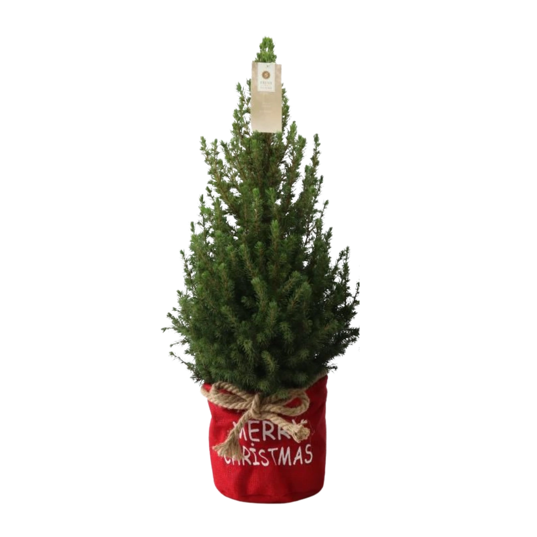 Picea Glauca Conica Kerstboom in Rode Xmas Bag