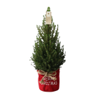 Picea Glauca Conica Kerstboom in Rode Xmas Bag