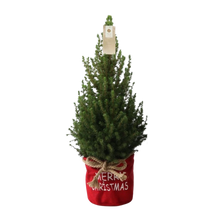 Picea Glauca Conica Kerstboom in Rode Xmas Bag