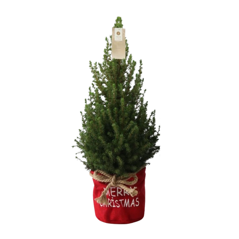 Picea Glauca Conica Kerstboom in Rode Xmas Bag