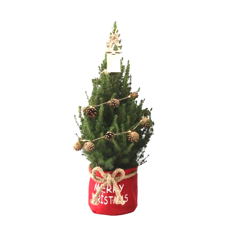Picea Glauca Conica Kerstboom in Rode Xmas Bag met Dennenappelverlichting