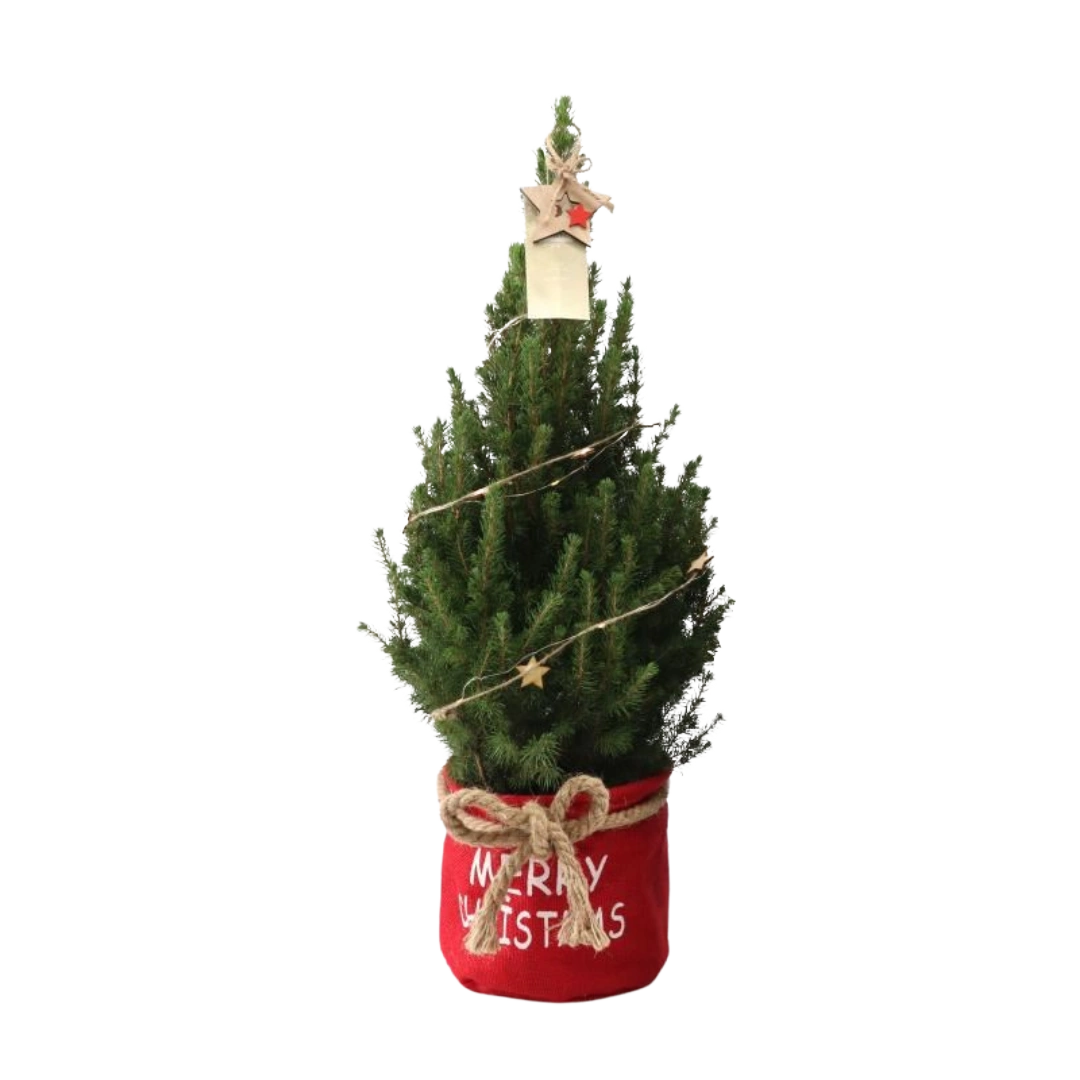 Picea Glauca Conica Kerstboom in Rode Xmas Bag met Sterverlichting