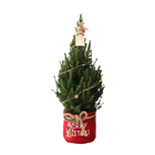Picea Glauca Conica Kerstboom in Rode Xmas Bag met Sterverlichting