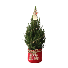 Picea Glauca Conica Kerstboom in Rode Xmas Bag met Sterverlichting