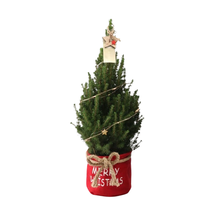 Picea Glauca Conica Kerstboom in Rode Xmas Bag met Sterverlichting