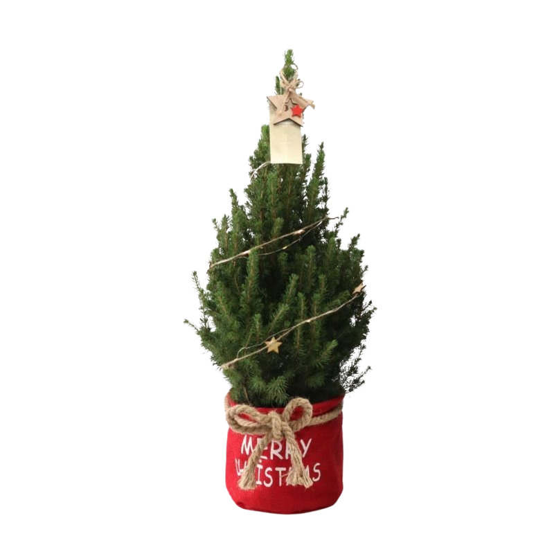 Picea Glauca Conica Kerstboom in Rode Xmas Bag met Sterverlichting