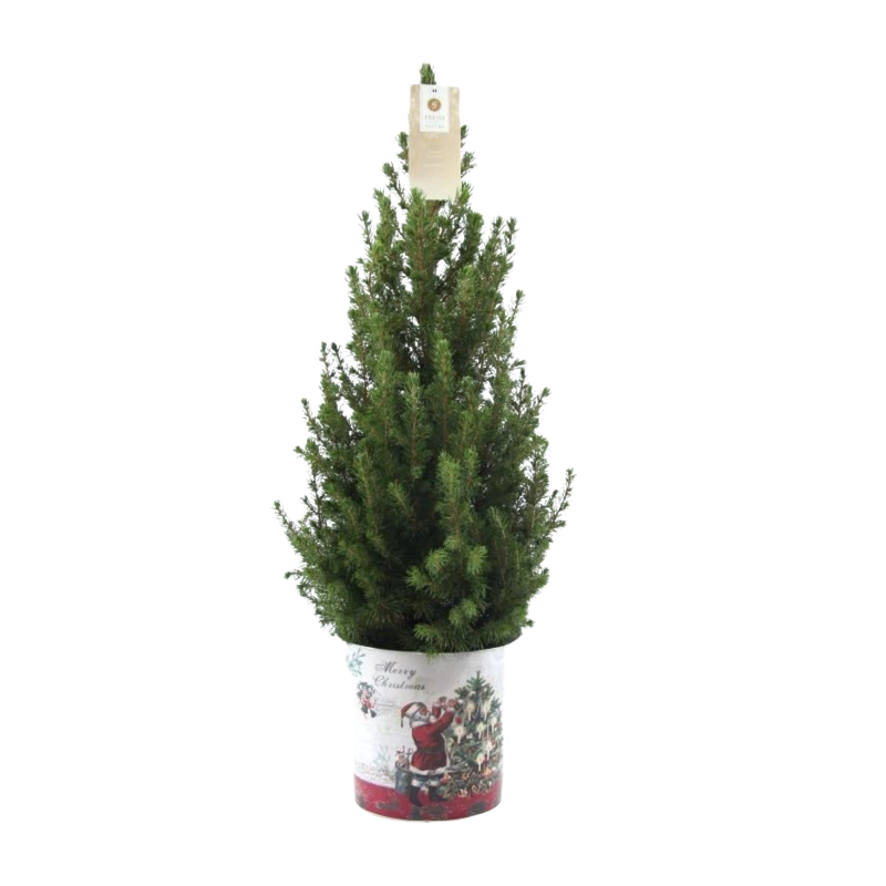 Picea Glauca Conica Kerstboom in Sierpot