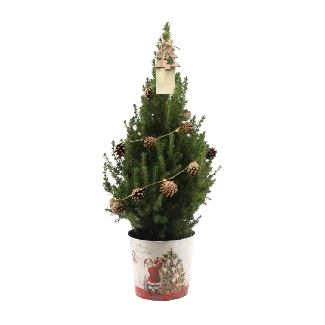 Picea Glauca Conica Kerstboom met Dennenappeldecoratie