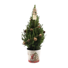 Picea Glauca Conica Kerstboom met Dennenappeldecoratie