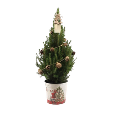 Picea Glauca Conica Kerstboom met Dennenappeldecoratie