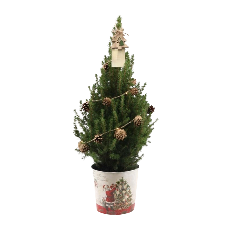 Picea Glauca Conica Kerstboom met Dennenappeldecoratie