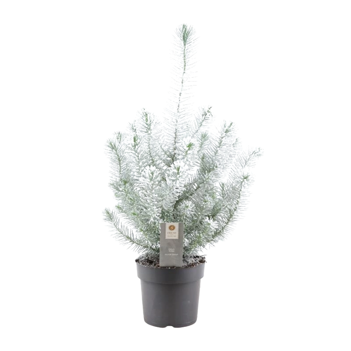 Pinus Pinea Silver Crest – Snowy