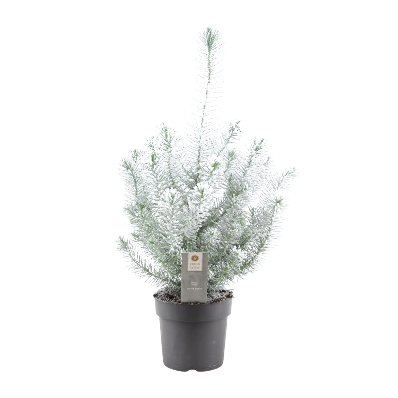 Pinus Pinea Silver Crest – Snowy
