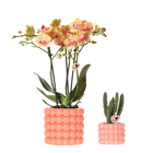 Plantenset Poppy Oranje