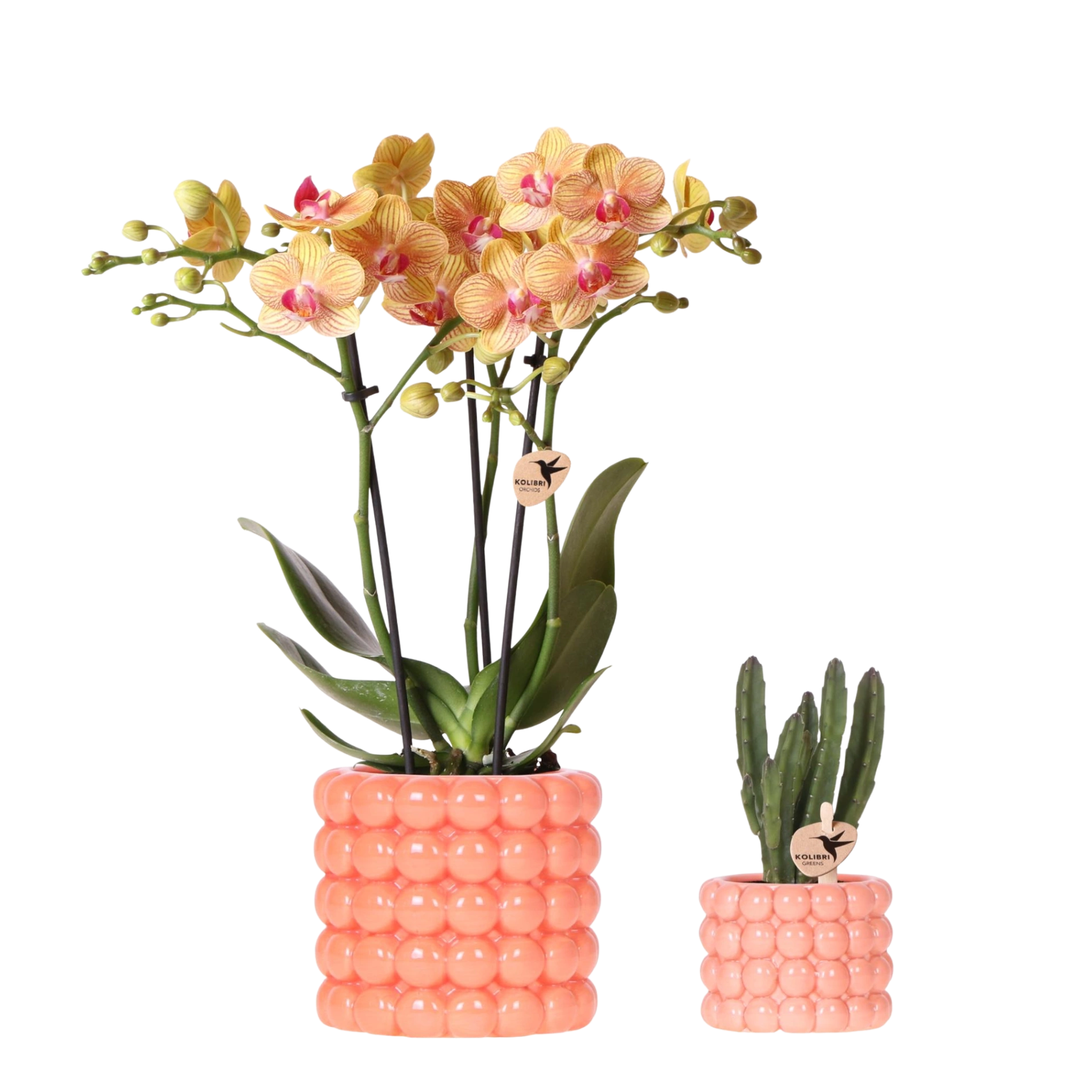 Plantenset Poppy Oranje