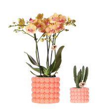 Plantenset Poppy Oranje