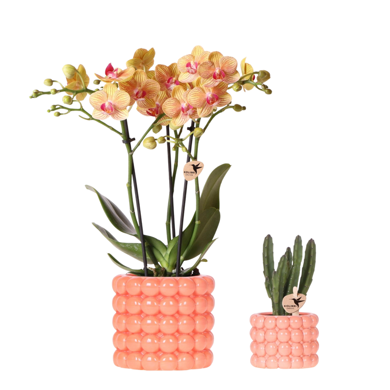 Plantenset Poppy Oranje