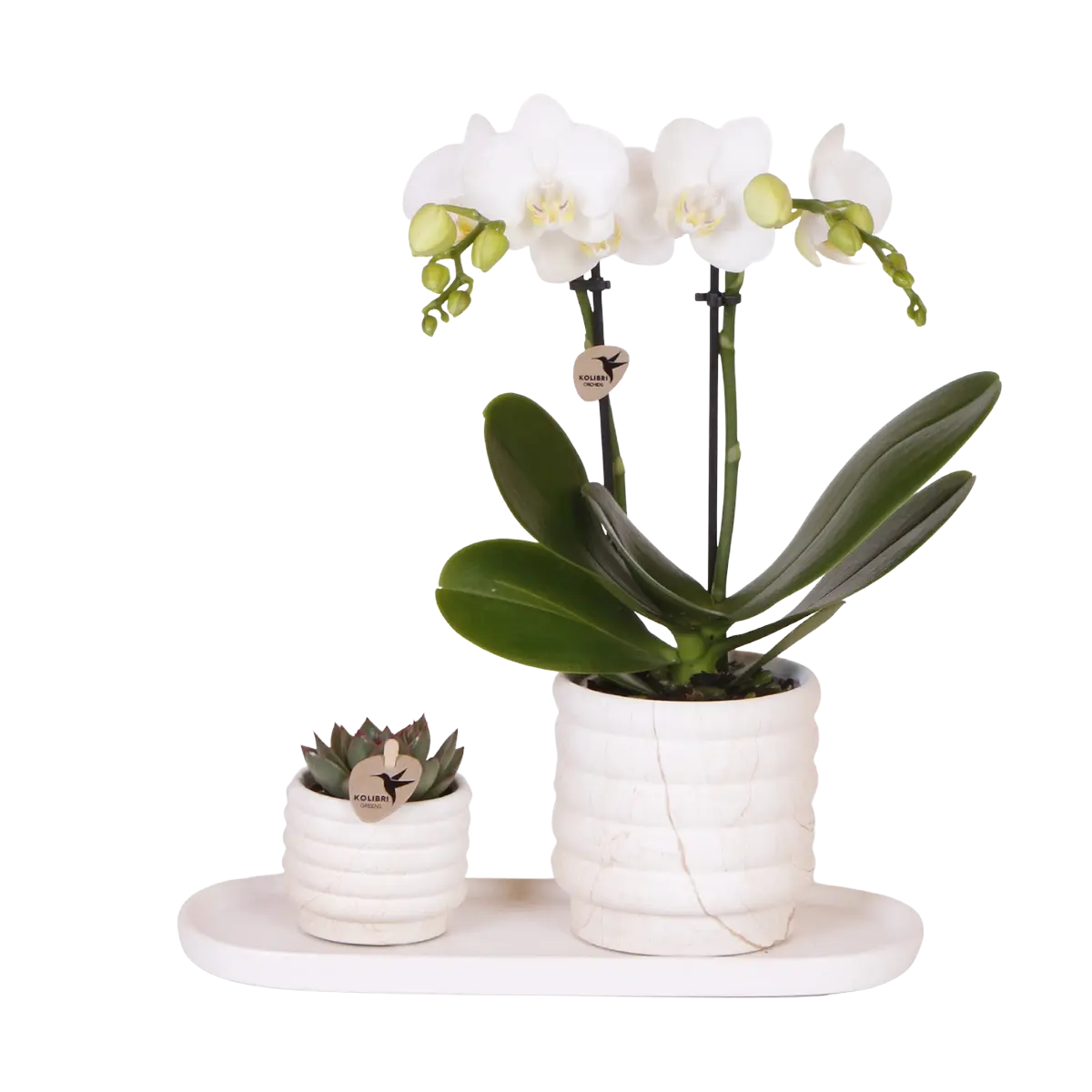 Plantenset Slow Living Small – Witte Phalaenopsis Lausanne & Succulent Everspring