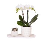 Plantenset Slow Living Small – Witte Phalaenopsis Lausanne & Succulent Everspring