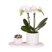 Plantenset Slow Living Small – Witte Phalaenopsis Lausanne & Succulent Everspring