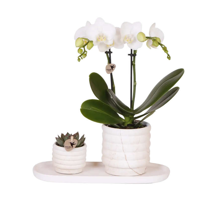 Plantenset Slow Living Small – Witte Phalaenopsis Lausanne & Succulent Everspring