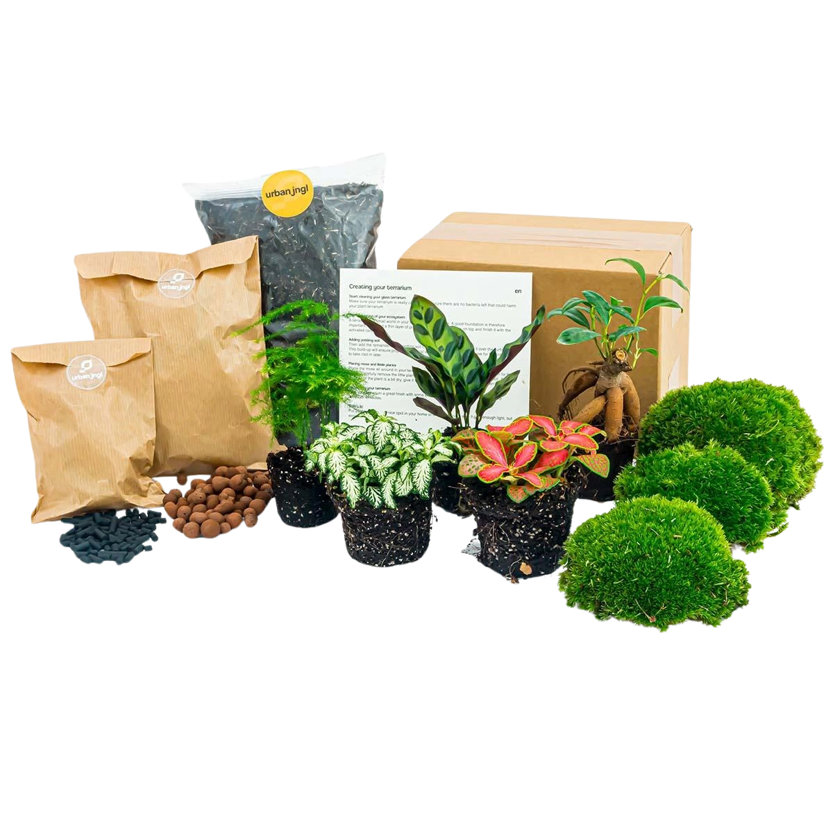 Planten terrarium pakket - 5 planten