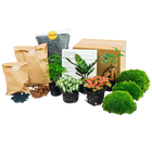 Planten terrarium pakket - 5 planten