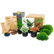 Planten terrarium pakket - 5 planten Everspring