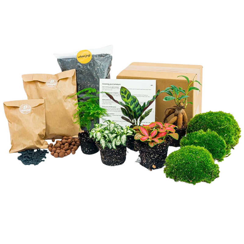 Planten terrarium pakket - 5 planten