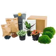 Planten terrarium pakket - Calathea Lancifolia