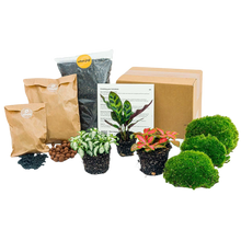 Planten terrarium pakket - Calathea Lancifolia