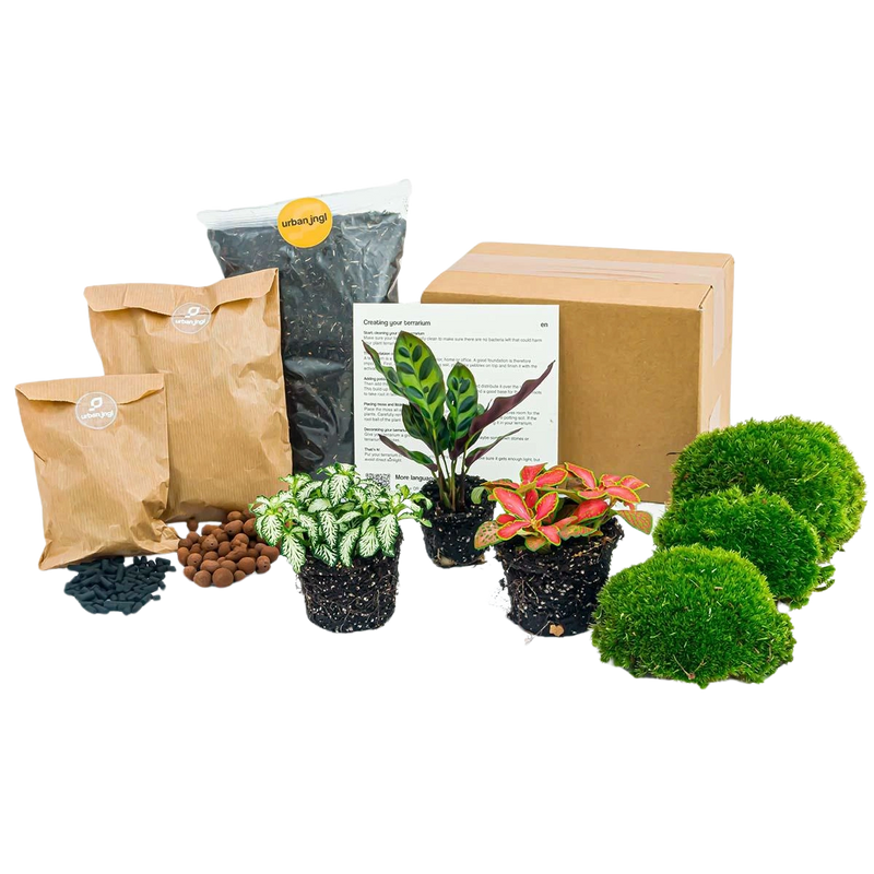 Planten terrarium pakket - Calathea Lancifolia