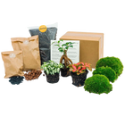 Planten terrarium pakket - Ficus Ginseng bonsai