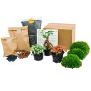 Planten terrarium pakket - Ficus Ginseng bonsai