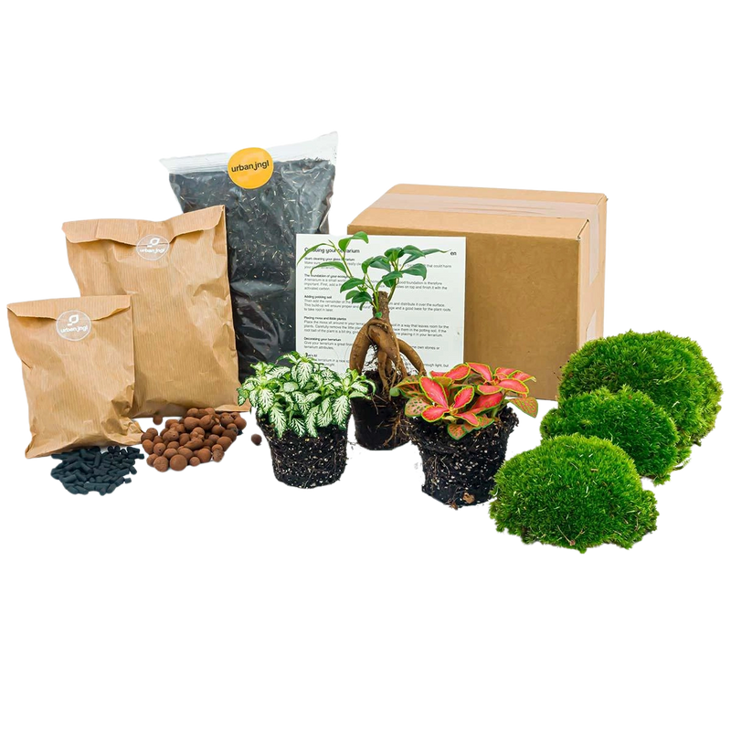 Planten terrarium pakket - Ficus Ginseng bonsai