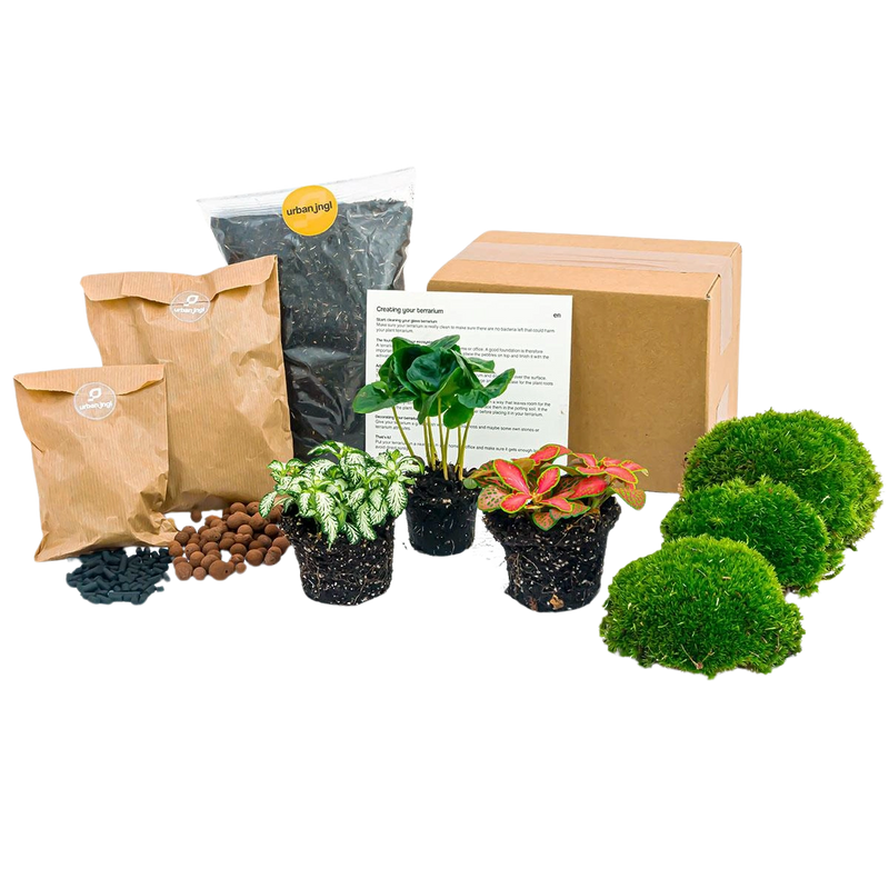 Planten terrarium pakket Coffea Arabica