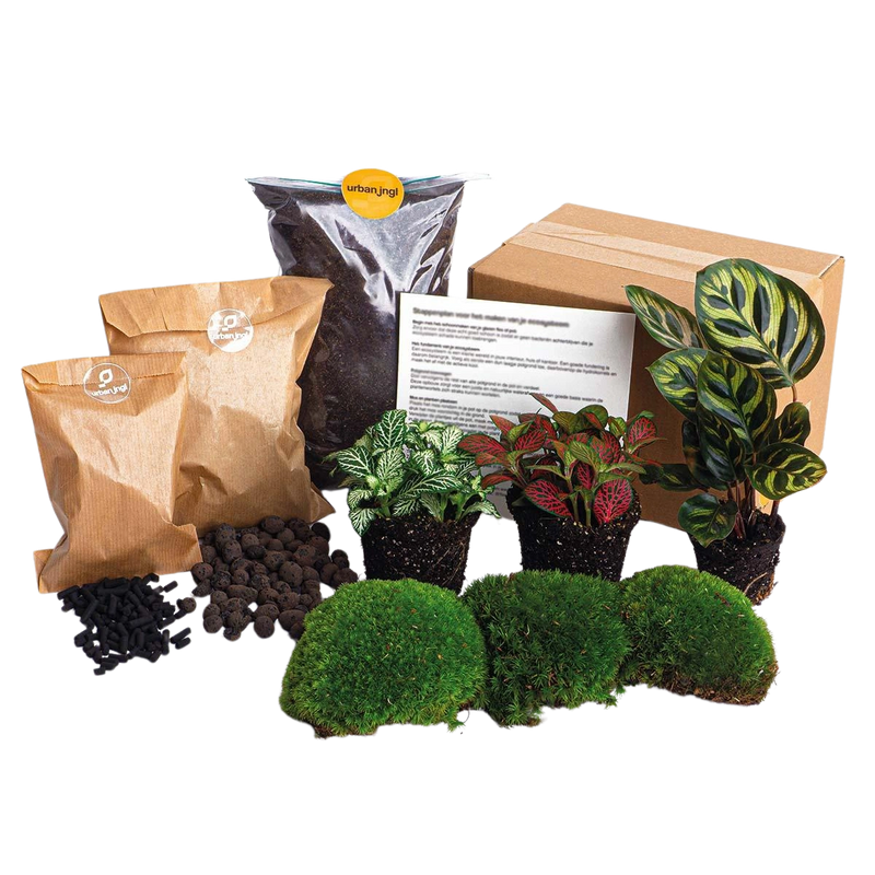 Planten terrarium pakket DIY - Calathea Makoyana
