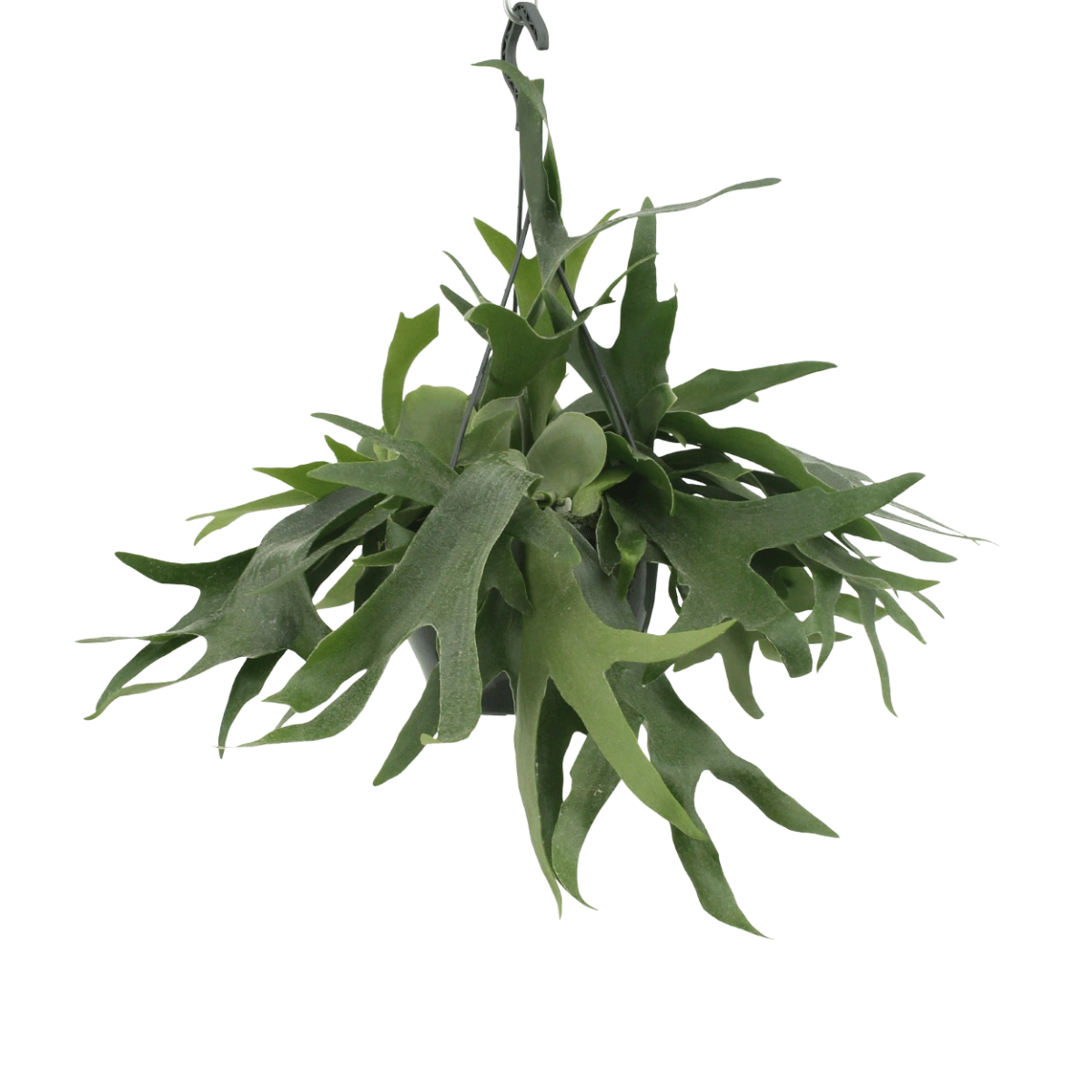 Platycerium Hertshoorn Hang