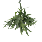 Platycerium Hertshoorn Hang