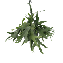 Platycerium Hertshoorn Hang