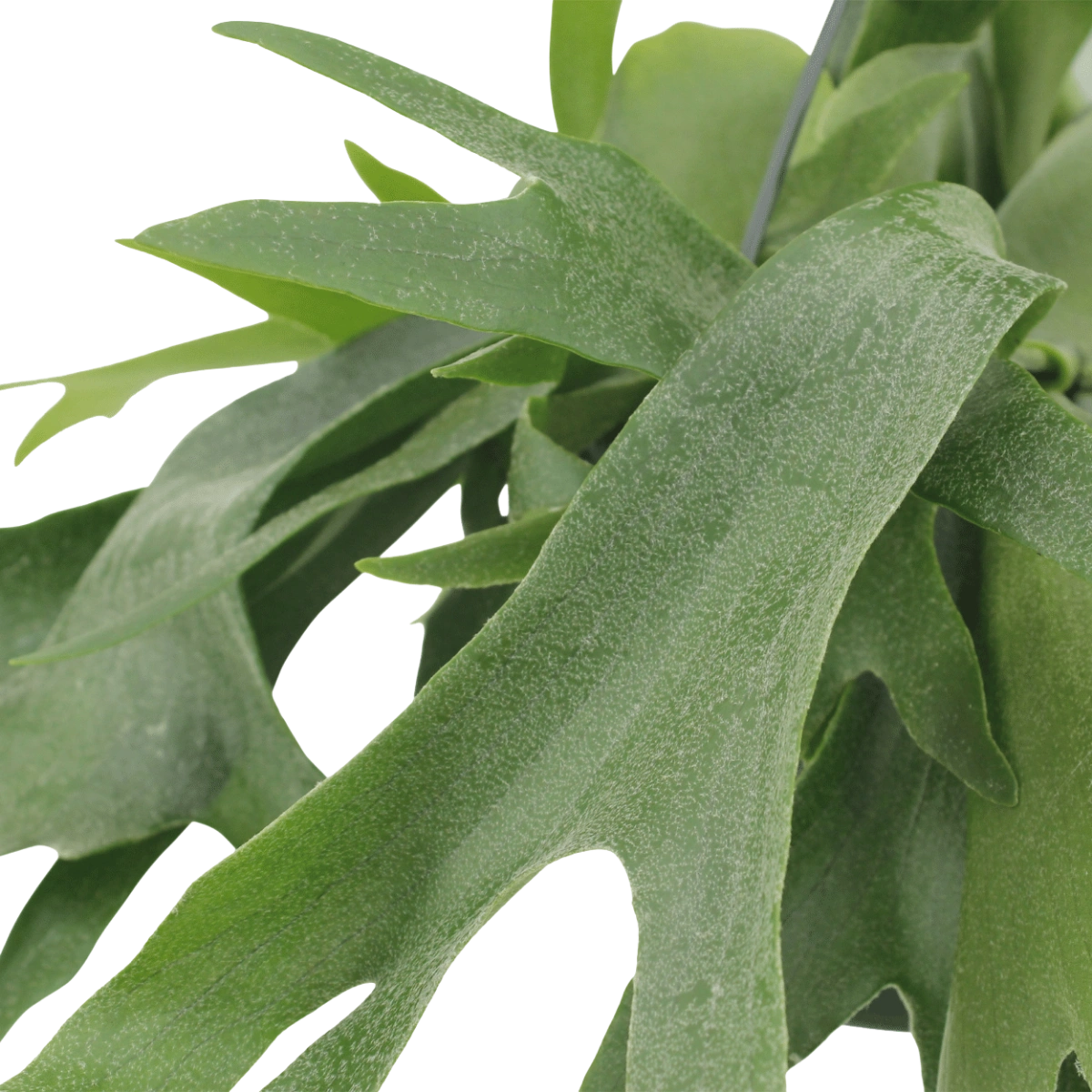Platycerium Hertshoorn Hang