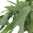 Platycerium Hertshoorn Hang