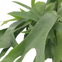 Platycerium Hertshoorn Hang