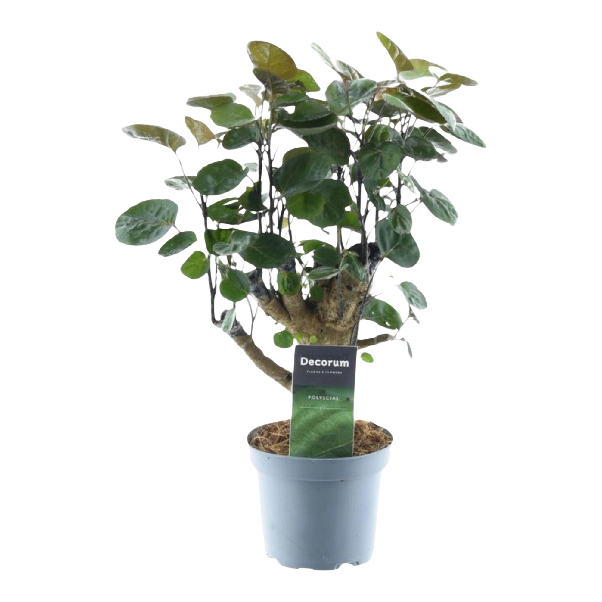 Polyscias Fabian
