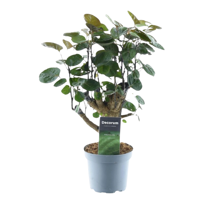 Polyscias Fabian