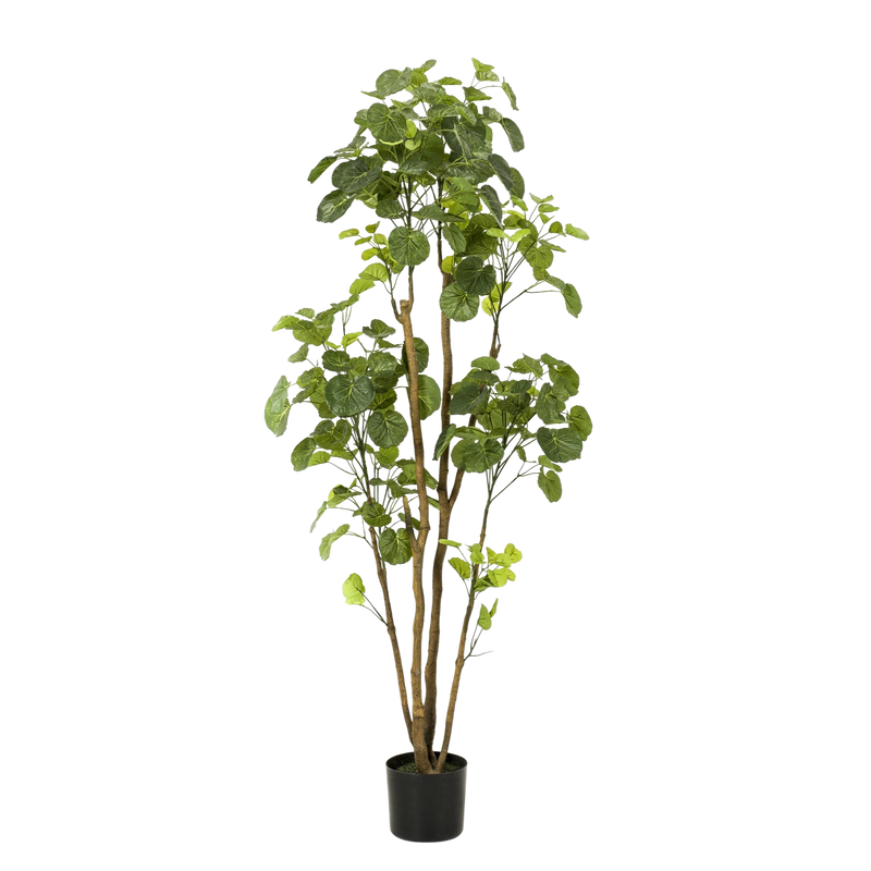 Polyscias Kunstplant (Aralia)
