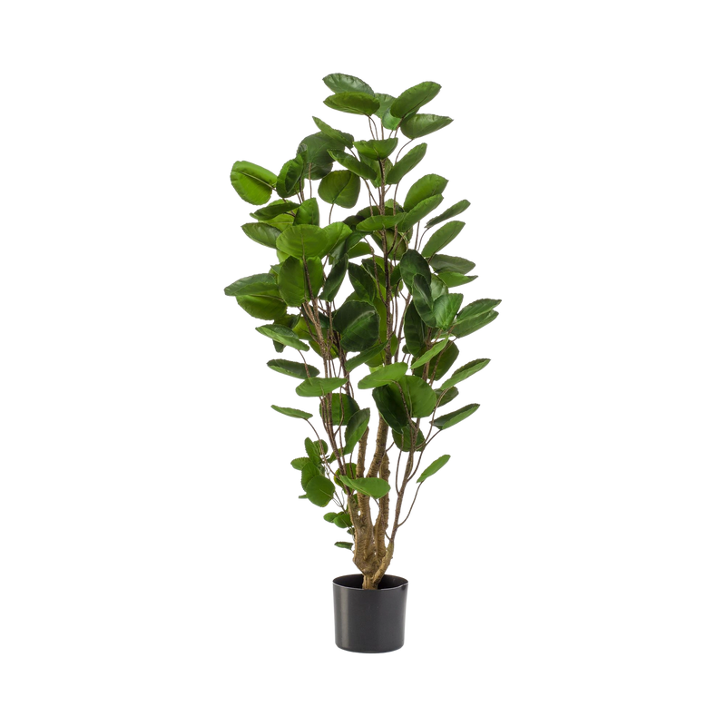 Polyscias kunstplant (Aralia)