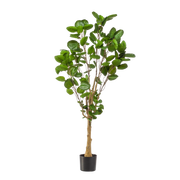 Polyscias kunstplant (Aralia)