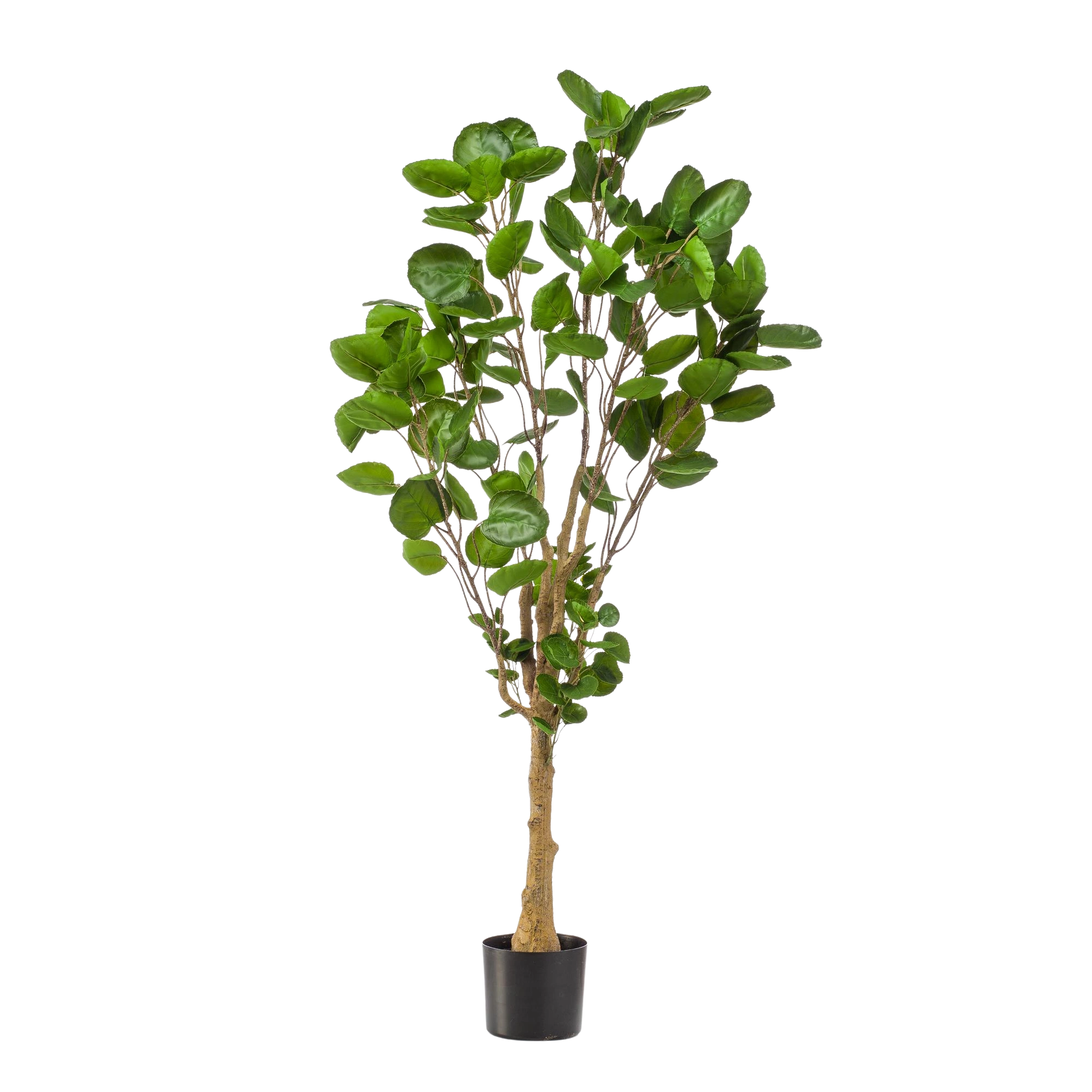 Polyscias kunstplant (Aralia)